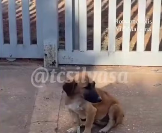 Motociclista atropela cachorro de forma intencional e é preso