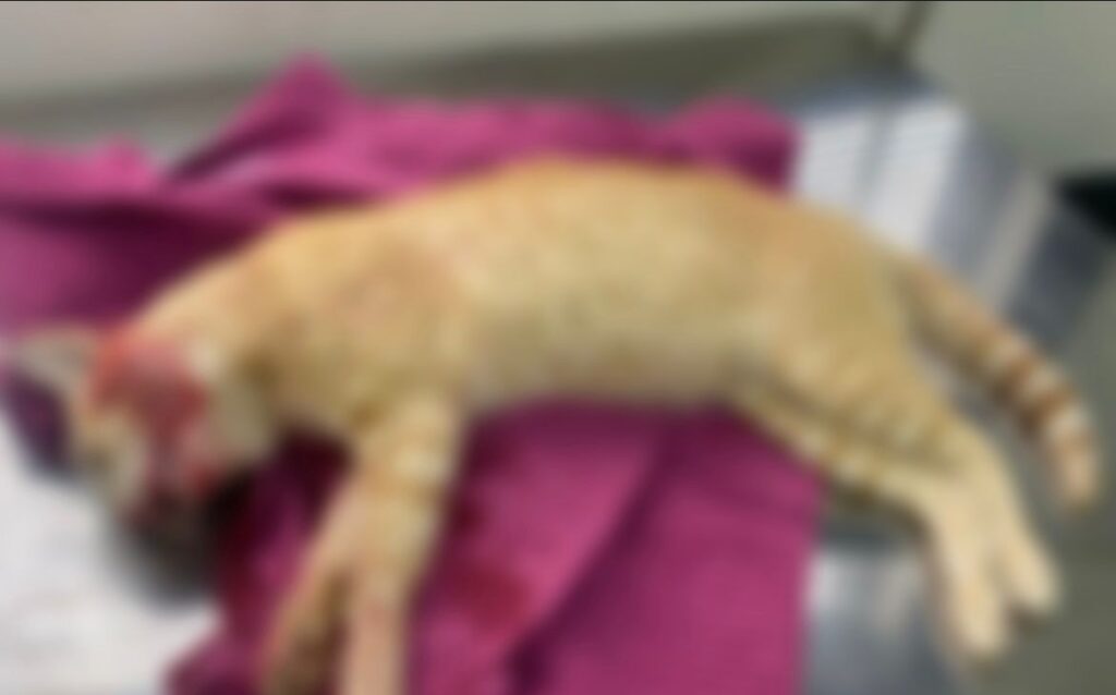 Homem é preso por matar gato com brutalidade